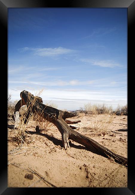 desert driftwood Framed Print by Ashley  Gruber