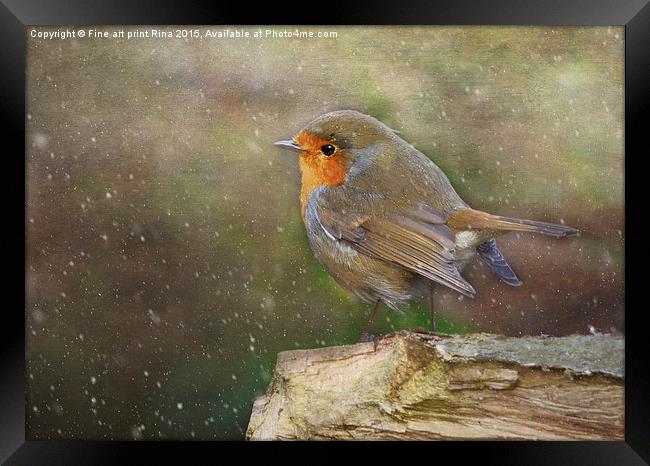  Robin Red Breast Framed Print by Fine art by Rina