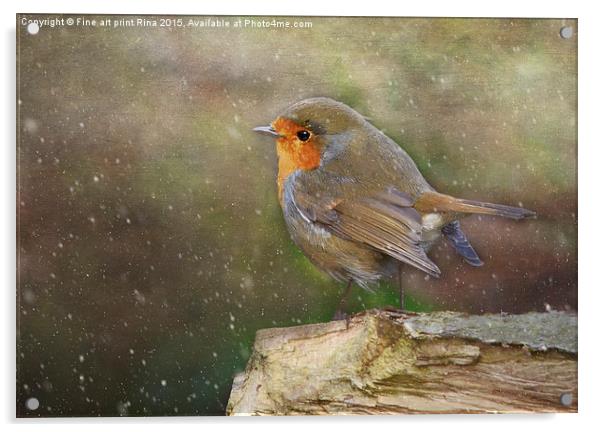  Robin Red Breast Acrylic by Fine art by Rina