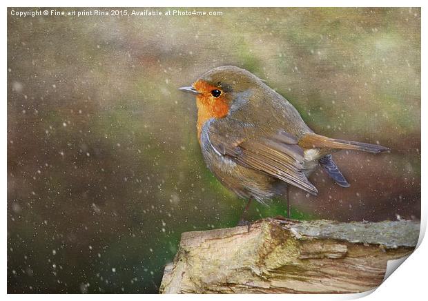  Robin Red Breast Print by Fine art by Rina