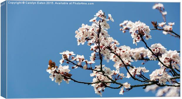  Spring Cherry Blossom Canvas Print by Carolyn Eaton