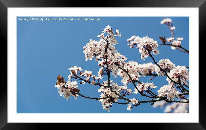  Spring Cherry Blossom Framed Mounted Print by Carolyn Eaton