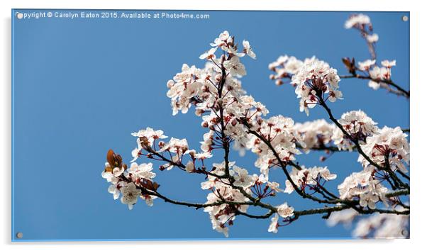 Spring Cherry Blossom Acrylic by Carolyn Eaton