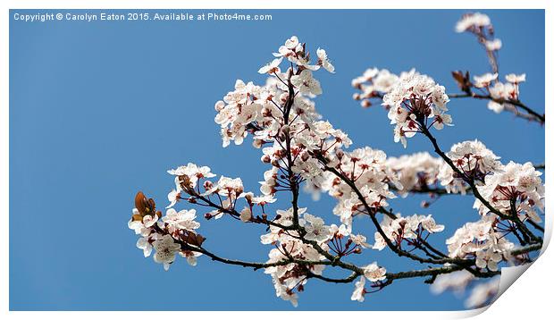  Spring Cherry Blossom Print by Carolyn Eaton