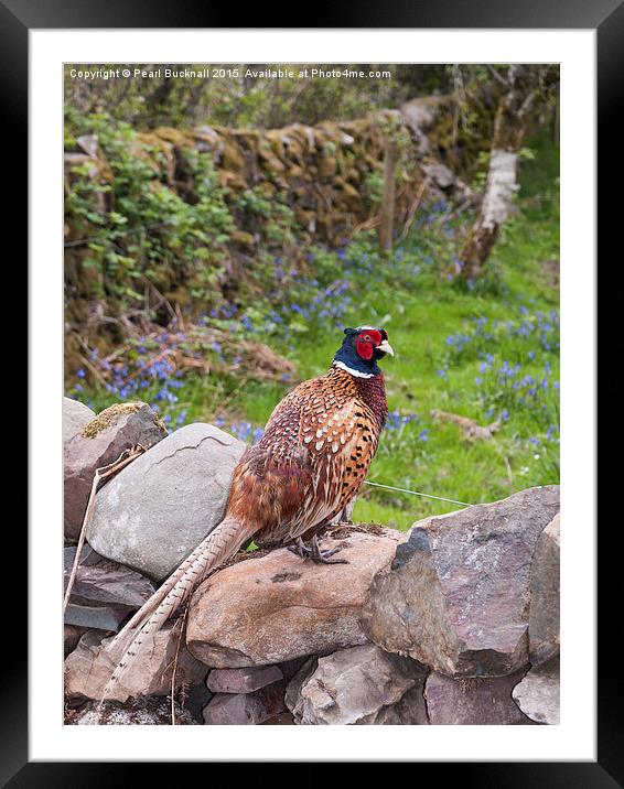 Male Pheasant on a Wall in Countryside Outdoor Framed Mounted Print by Pearl Bucknall