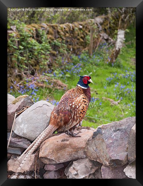 Male Pheasant on a Wall in Countryside Outdoor Framed Print by Pearl Bucknall