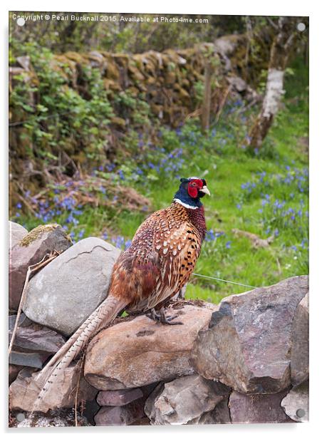 Male Pheasant on a Wall in Countryside Outdoor Acrylic by Pearl Bucknall