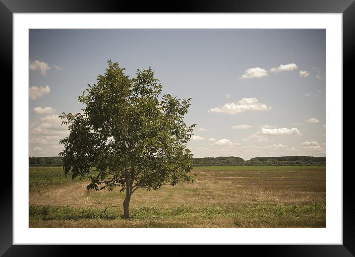 lone tree Framed Mounted Print by Ashley  Gruber
