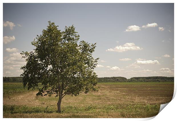 lone tree Print by Ashley  Gruber