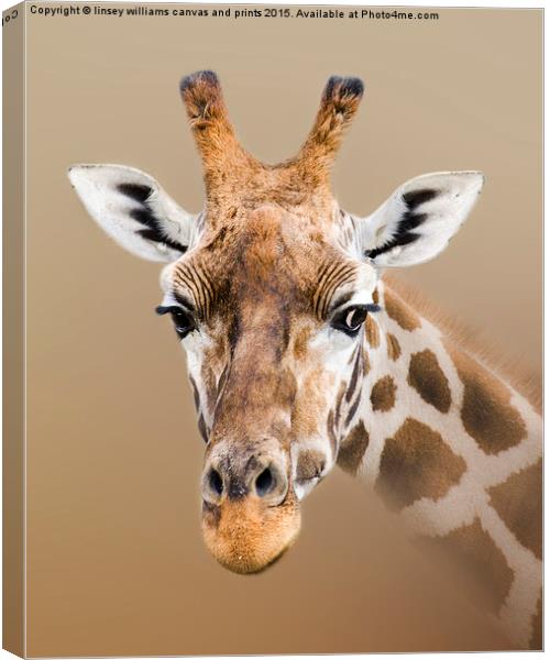 Beautiful Giraffe  Canvas Print by Linsey Williams