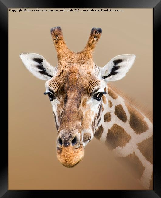 Beautiful Giraffe  Framed Print by Linsey Williams