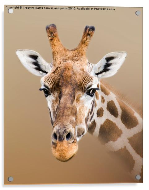 Beautiful Giraffe  Acrylic by Linsey Williams