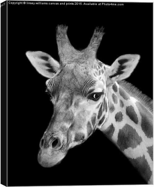 Giraffe In Black And White  Canvas Print by Linsey Williams