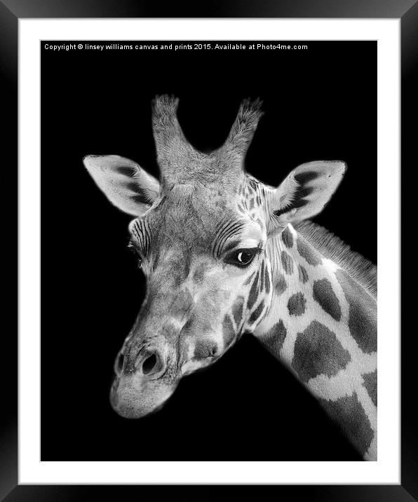 Giraffe In Black And White  Framed Mounted Print by Linsey Williams