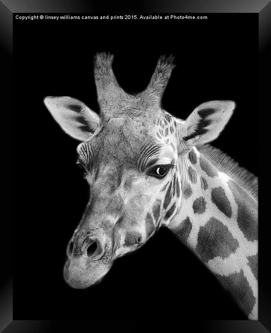 Giraffe In Black And White  Framed Print by Linsey Williams