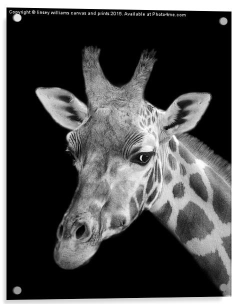 Giraffe In Black And White  Acrylic by Linsey Williams
