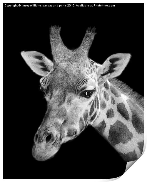 Giraffe In Black And White  Print by Linsey Williams