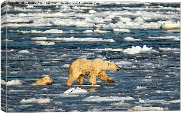  Polar Bears in Hudson Bay, Canada Canvas Print by Carole-Anne Fooks