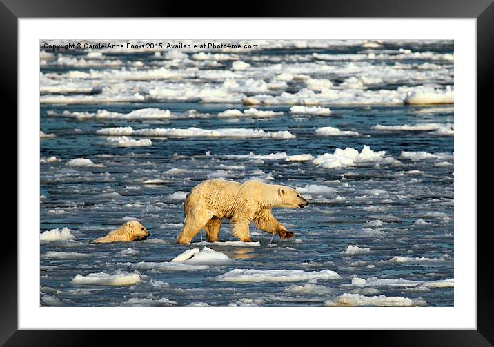 Polar Bears in Hudson Bay, Canada Framed Mounted Print by Carole-Anne Fooks