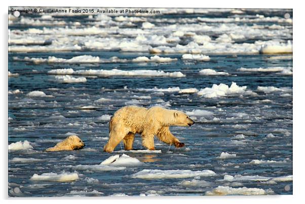  Polar Bears in Hudson Bay, Canada Acrylic by Carole-Anne Fooks