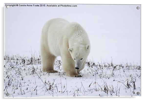 Large Male Polar Bear on the Tundra  Acrylic by Carole-Anne Fooks