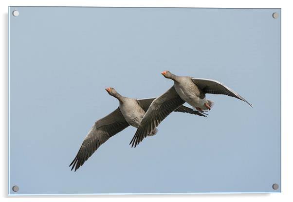Greylag Geese in Flight. Acrylic by Natures' Canvas: Wall Art  & Prints by Andy Astbury