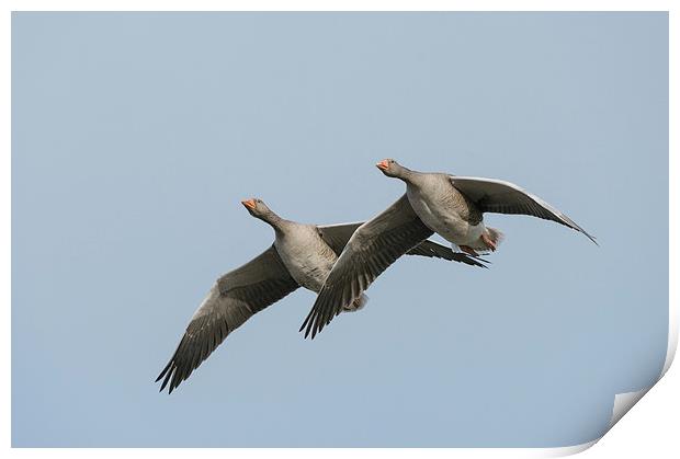 Greylag Geese in Flight. Print by Natures' Canvas: Wall Art  & Prints by Andy Astbury
