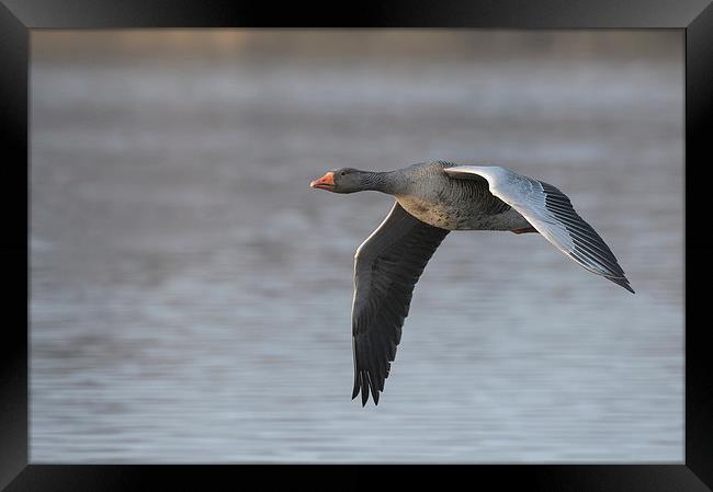 Greylag Goose in Flight. Framed Print by Natures' Canvas: Wall Art  & Prints by Andy Astbury