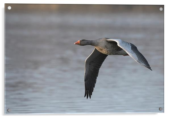 Greylag Goose in Flight. Acrylic by Natures' Canvas: Wall Art  & Prints by Andy Astbury