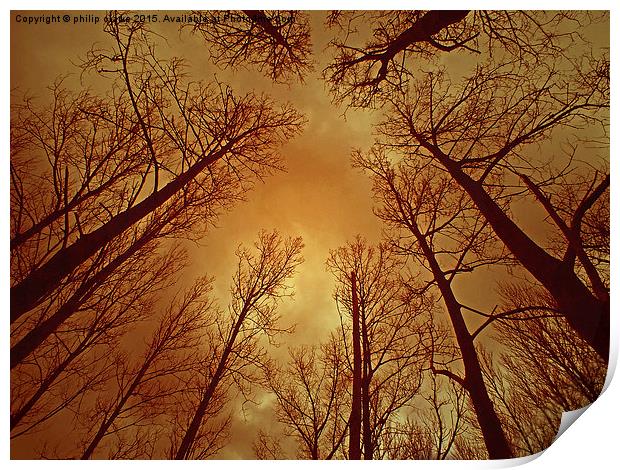  TREES REACHING TO A THUNDEROUS SKY Print by philip clarke