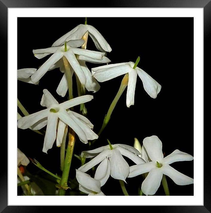  Scented Jasmine Flower Heads Framed Mounted Print by philip clarke