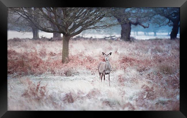  Deer! Framed Print by Inguna Plume