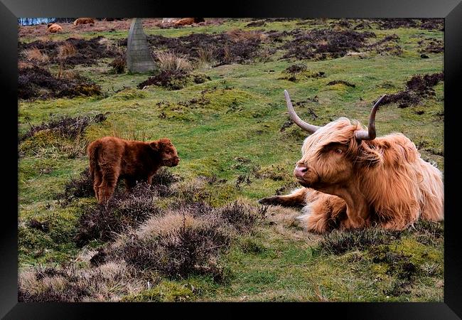  Baslow Cattle  Framed Print by Neil Ravenscroft