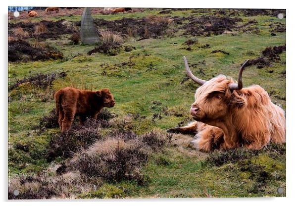  Baslow Cattle  Acrylic by Neil Ravenscroft