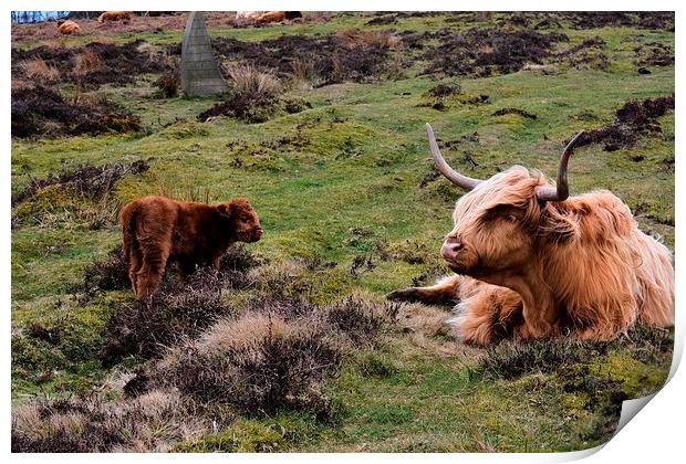  Baslow Cattle  Print by Neil Ravenscroft