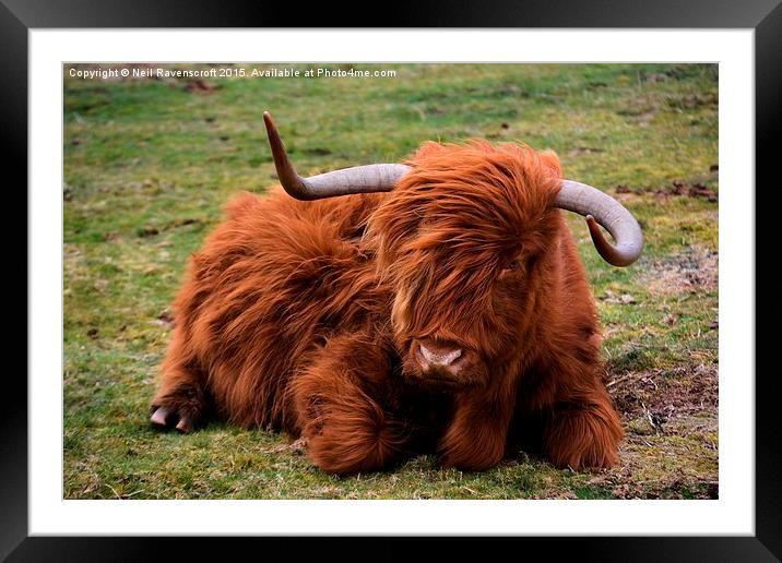  Highland cow  Framed Mounted Print by Neil Ravenscroft