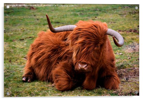  Highland cow  Acrylic by Neil Ravenscroft
