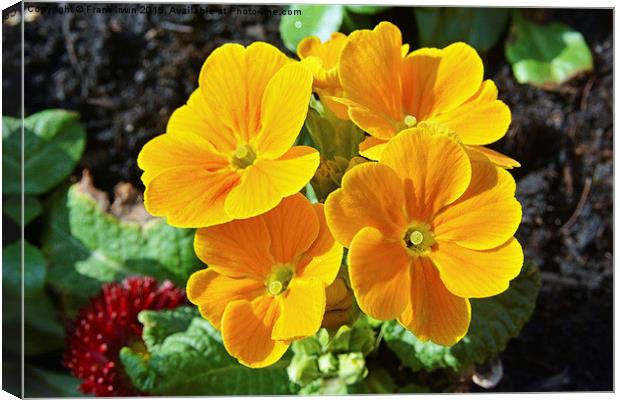  Primroses (Primula) in full Spring bloom. Canvas Print by Frank Irwin