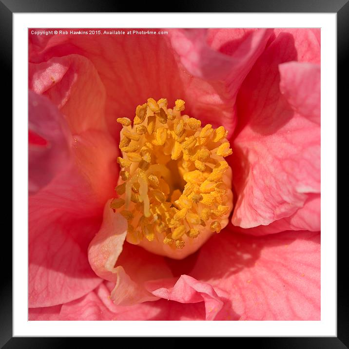  Pink Flower  Framed Mounted Print by Rob Hawkins