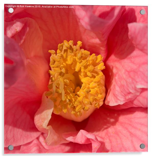  Pink Flower  Acrylic by Rob Hawkins