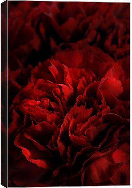 Red Carnations Canvas Print by Ann Garrett