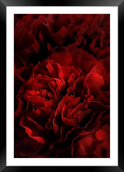 Red Carnations Framed Mounted Print by Ann Garrett