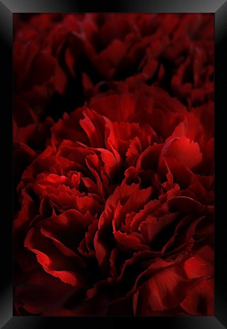 Red Carnations Framed Print by Ann Garrett