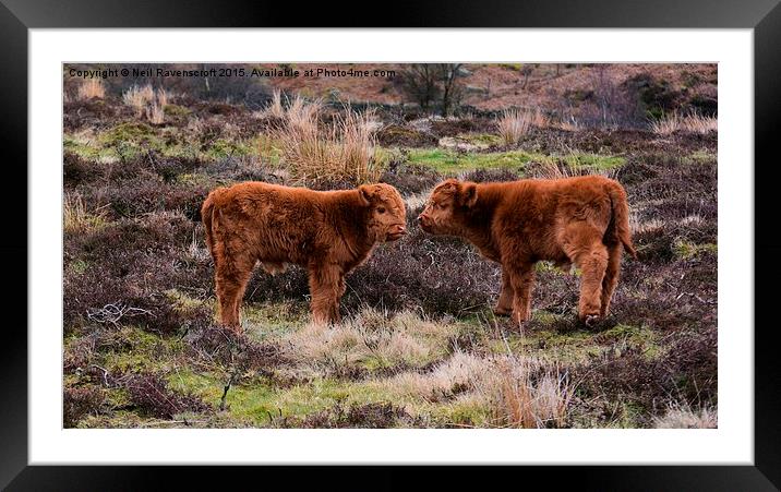  Highland calves Framed Mounted Print by Neil Ravenscroft