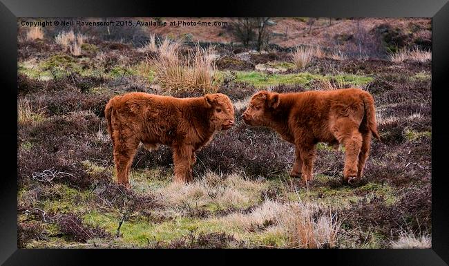  Highland calves Framed Print by Neil Ravenscroft