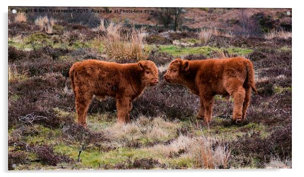  Highland calves Acrylic by Neil Ravenscroft