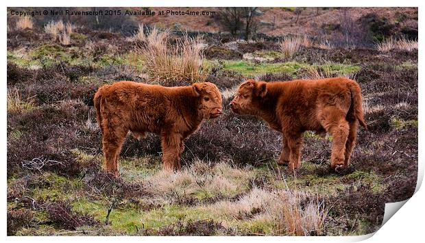  Highland calves Print by Neil Ravenscroft