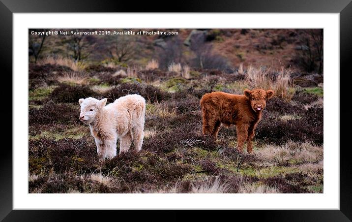  Highland calves  Framed Mounted Print by Neil Ravenscroft