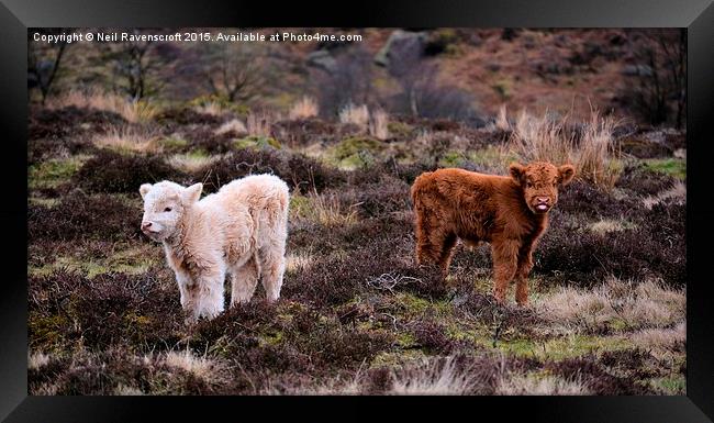  Highland calves  Framed Print by Neil Ravenscroft