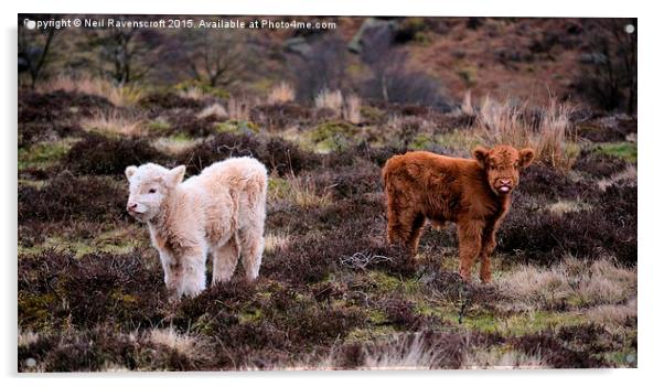  Highland calves  Acrylic by Neil Ravenscroft
